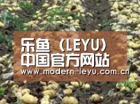 种植基地八(图1)