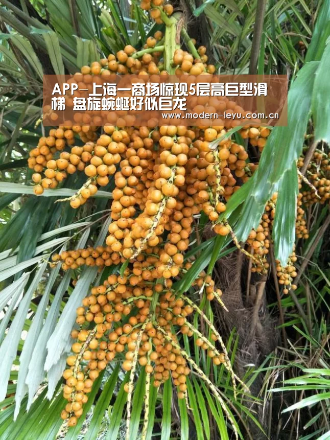 APP-上海一商场惊现5层高巨型滑梯 盘旋蜿蜒好似巨龙(图1) 乐鱼官方网站地址
